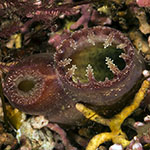 Ensis ensis